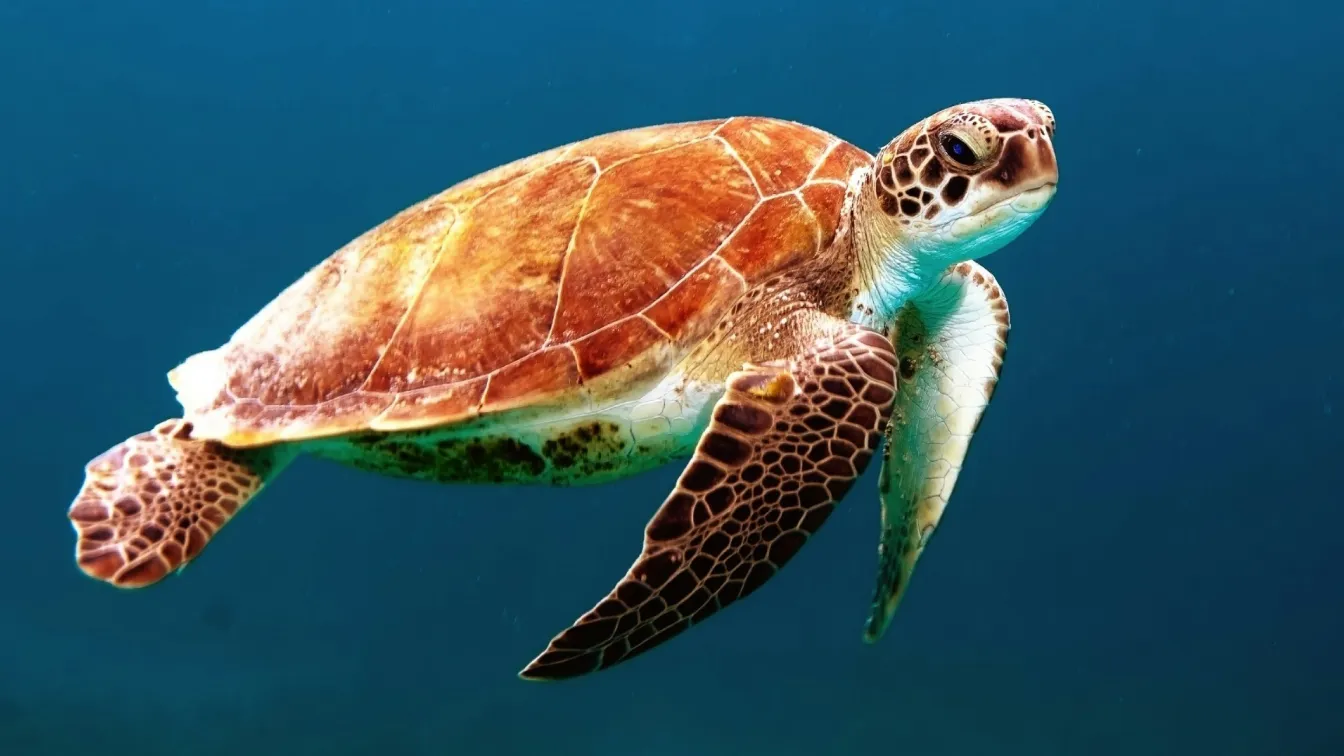 Image to Image sample 1 before